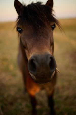 A beautiful horse strolling through paraty rj a horse pulling a cart on a cobblestone street with blue windowsの写真素材