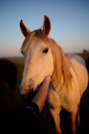 A beautiful horse strolling through paraty rj a horse pulling a cart on a cobblestone street with blue windowsの写真素材