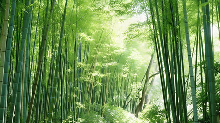 Bamboo forest in Kyoto, Japan. Beautiful natural landscape background.の素材