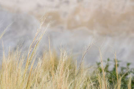Blurred gray wall texture with green and yellow grassの写真素材