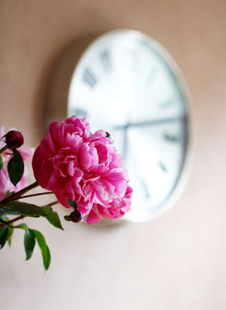 Pioni pink, blooming pioni flower, wall clock in the interior of the house.の写真素材