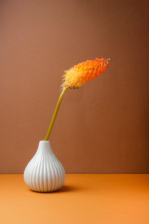 Kniphofia flower orange in modern vase. Fairy flower on brown background