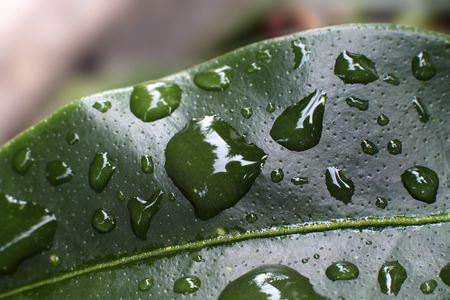 Closeup of a green leaf with water dropsの写真素材