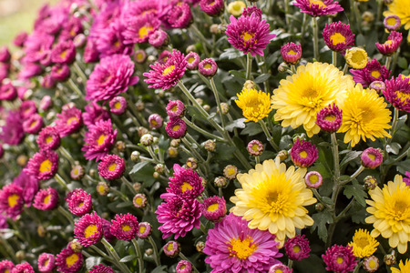 A composition in purple and yellow ... a big bunch of flowers with beautiful yellow and purple chrysanthemumsの写真素材