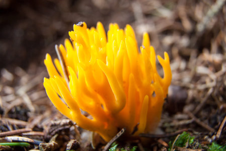 Blazing fire ... Orange-colored mushroom with flaming branches
