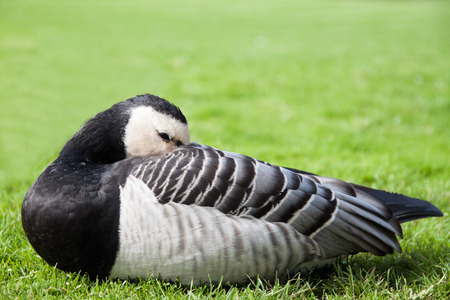 A bit of peace ... a group of Barnacle Geese falling on sleepの写真素材