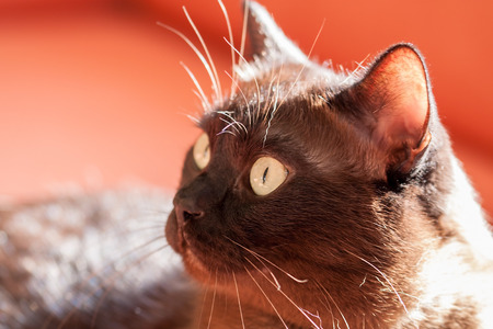 Portrait of a big male cat - mix of British Shorthair and Burmaの写真素材