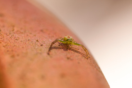 A tiny threat - a little green crab spider in threatening postureの写真素材