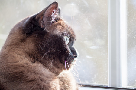 Attentive cat - cat watching through the window Birdsの写真素材