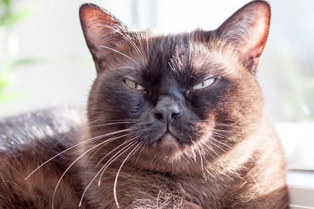 Majestic - magnificent cat face while purringの写真素材