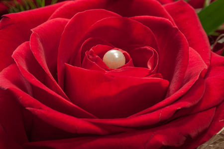 A symphony in red - a red rose flower with white pearlの写真素材
