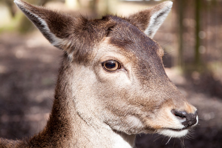 Portrait of the head of a doeの写真素材