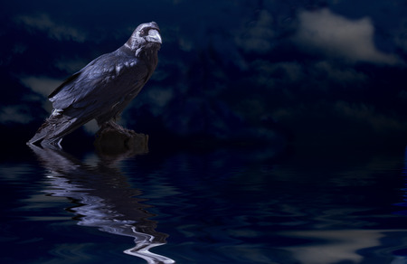 A raven in the moonlightの写真素材