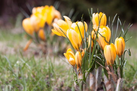Spring fever - Islands of yellow crocusesの写真素材