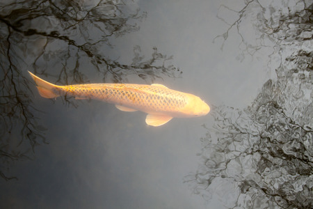 Koi Orange in the mirror of the skyの写真素材