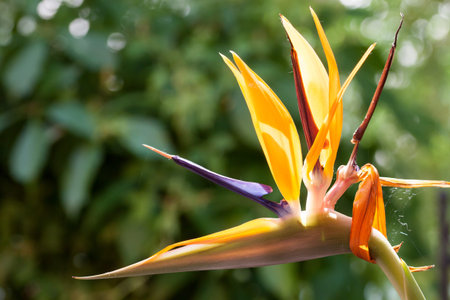A Strelitzia when blooming