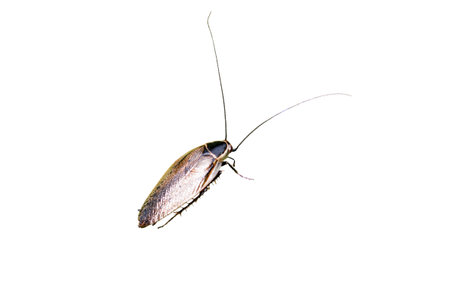 A cockroach on a nettle leaf