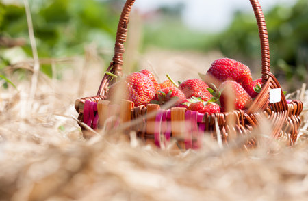 fresh picked strawberries in a basket on the strawberry plantationの写真素材