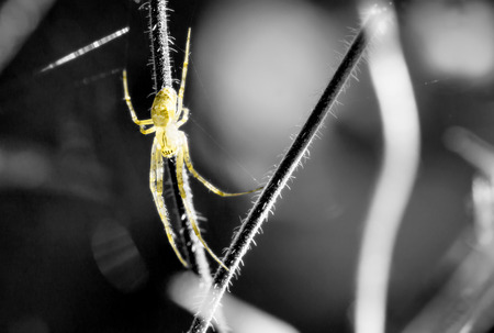 A running spider in waitの写真素材
