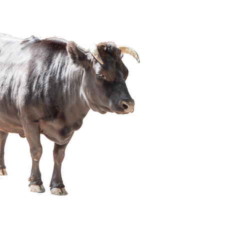 An excepted, black runt - the smallest breed in the worldの写真素材