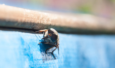 Fly brake horsefly - bloodsucker close