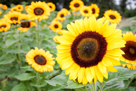 Field in yellow and green - A field full of sunflowers