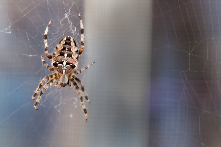 Spider spinning - a magnificent cross spider in its webの写真素材