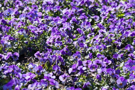 A sea of flowers - purple pansiesの写真素材