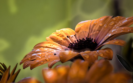 Wets an orange daisy with water droplets - bloom after rainの写真素材