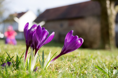Purple crocuses in the morning sun - Sign of springの写真素材