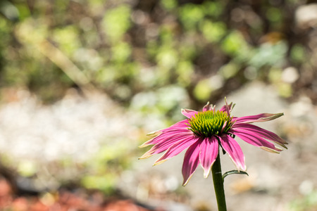 Pink-colored coneflower - The flower of the summerの写真素材