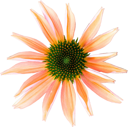 Orange-colored coneflower - The flower of summer on white backgroundの写真素材