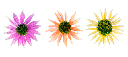Set of flowers with different colors - coneflower with different colors on white backgroundの写真素材