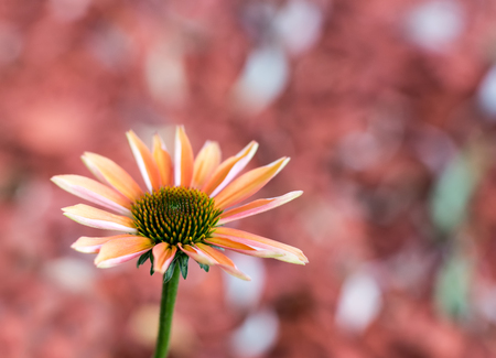 Orange-colored coneflower - The flower of the summerの写真素材
