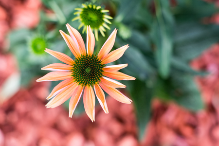 Orange-colored coneflower - The flower of the summerの写真素材