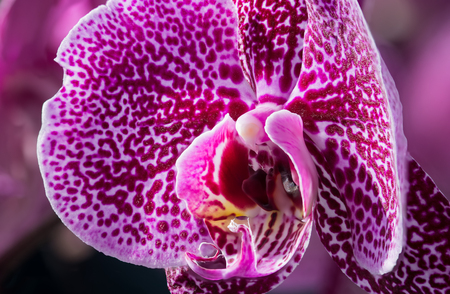 A beauty in shape and colour - spotted phalaenopsisの写真素材