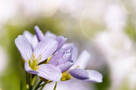 A delicate pink sign of spring - pink-colored cuckooflowerの写真素材