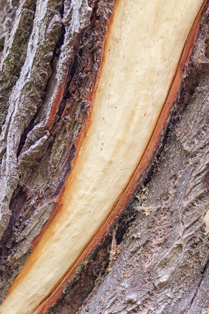 Tree trunk with detached bark - storm break after a stormの写真素材