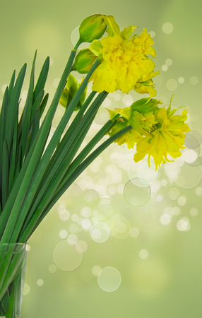 Blooming daffodilsの写真素材