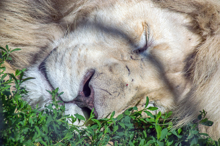 Scene from the zoo garden. The king is asleep.の写真素材