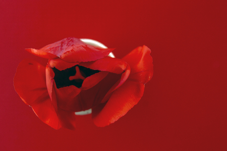 Red tulips on a red backgroundの写真素材