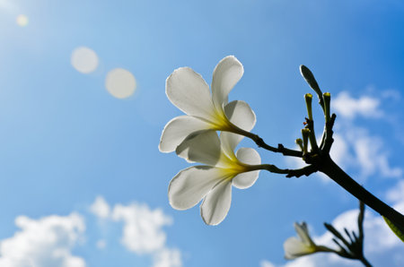 Frangipani flowers and blue sky