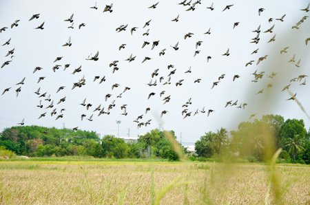 Flock of bird fly over rice field