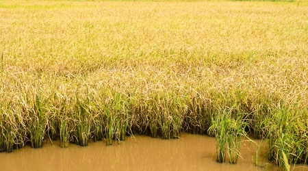 Golden rice fieldの写真素材
