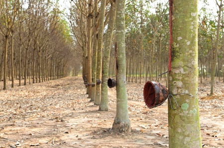 Rubber trees with the  empty cupsの写真素材