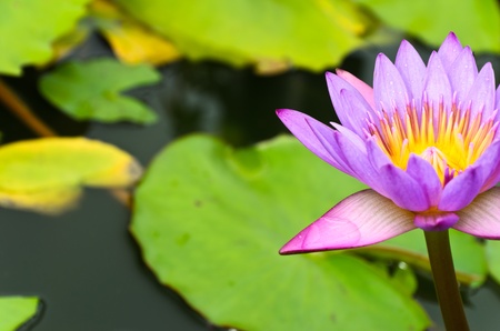 pink lotus blossom in the marshの写真素材