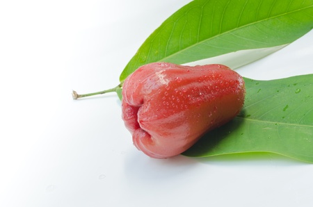 A rose apple on white backgroundの写真素材