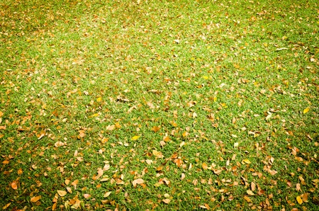 Autumn leaves on green grassの写真素材