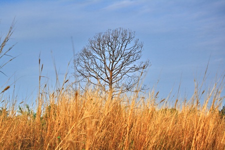 Lonely dead tree with yellow grassの写真素材