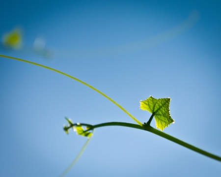 Fresh green leaf in morning blue skyの写真素材